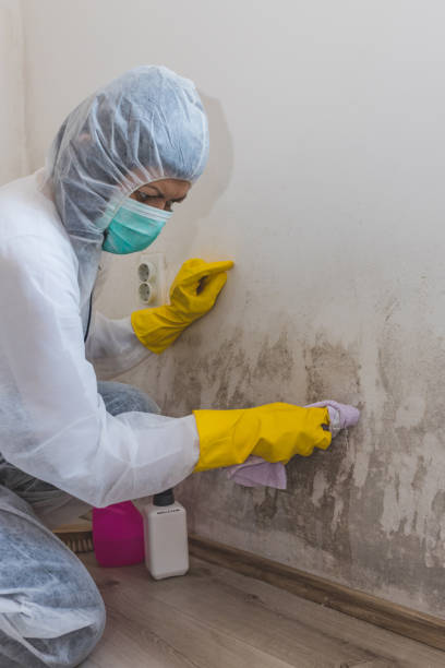 Mold Remediation for Rental Properties